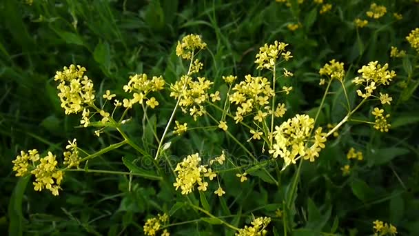 Gele bloem van verkrachting. Winter tuinkers. (Brassicaceae). Statische camera. — Stockvideo