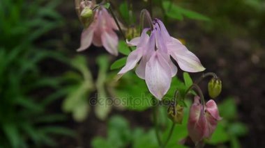 Çiçek Aquilegia vulgaris veya Rüzgar Avrupa Columbine