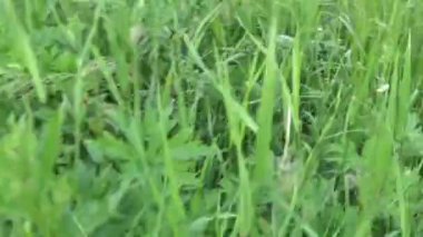 Yeşil çimen yaz alan hareket öznel kamera görüntüleri kapatma