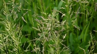 Bir alan Poa pratensis ortak çayır çim. Konik panicles bitki de Kentucky bluegrass denir.
