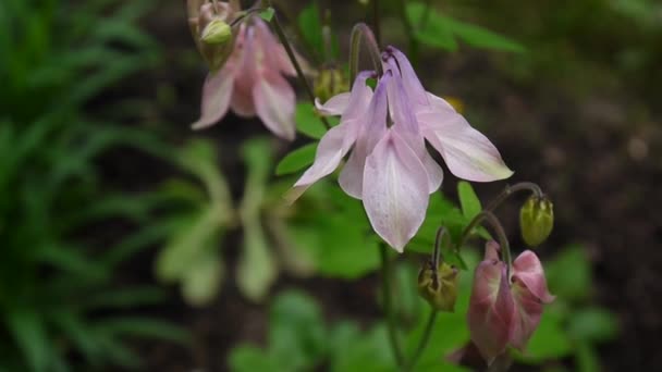 Květiny Aquilegia vulgaris nebo evropských Columbine ve větru — Stock video