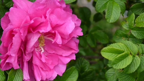 Рожева квітка троянди крупним планом. Відеозапис статичної камери . — стокове відео