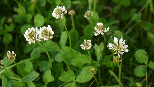 White clover flover in the field. HD video footage static camera. — Stock Video