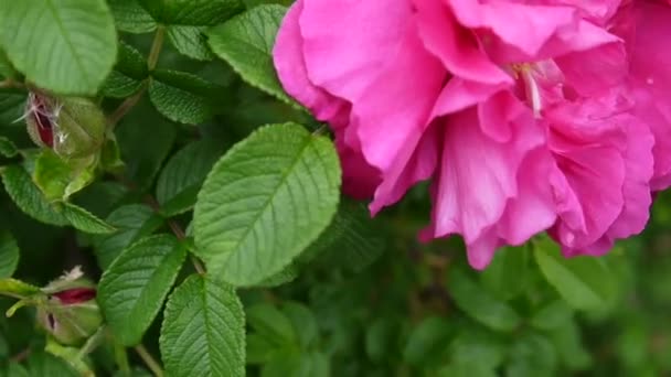 Rosa blomma ros närbild. Videofilmer av en statisk kamera. — Stockvideo