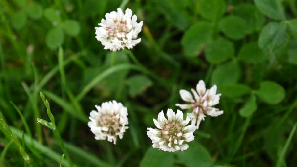 Λευκό τριφύλλι flover στο πεδίο. Στατική κάμερα βίντεο HD. — Αρχείο Βίντεο