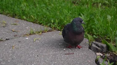Güvercin Columba livia kaldırımda kalsın. Görüntüleri film.