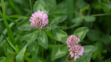 Yaz aylarında bir alanda yonca çiçeği. Yonca orta.