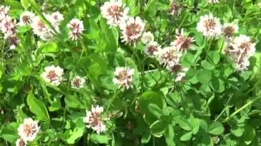 Beyaz yonca flover alanında. HD video çekim Hd video görüntüleri hareket fotoğraf makinesi. Panorama.