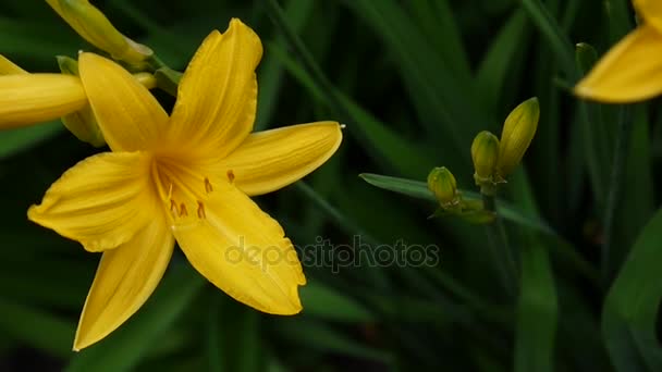 Blommande gul daylilie i trädgården — Stockvideo