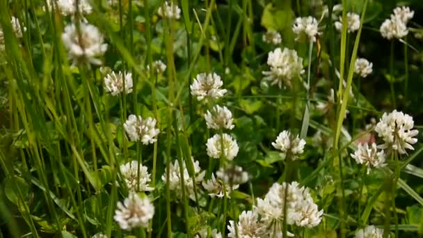 Witte klaver flover in het veld. HD videobeelden statische camera. — Stockvideo