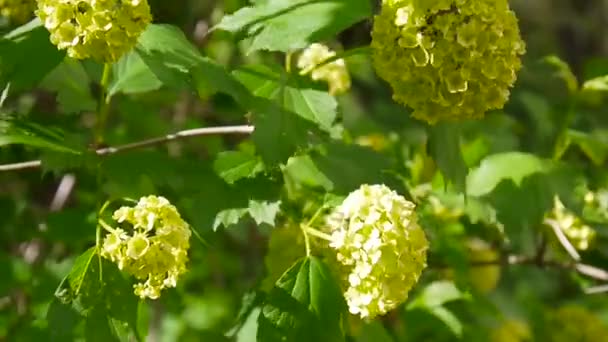 Árbol de nieve floreciente en el viento. Video de la cámara estática. Viburnum opulus — Vídeos de Stock