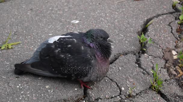 Pigeon Columba livia rester sur le trottoir. Film vidéo . — Video