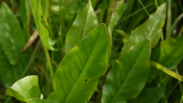 Зеленые листья кислых доков. Rumex acetosa в поле . — стоковое видео