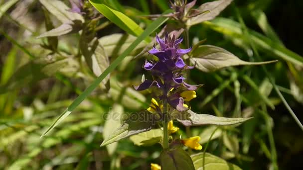 野生の花の木の牛。夏の草原で Melampyrum nemorosum — ストック動画