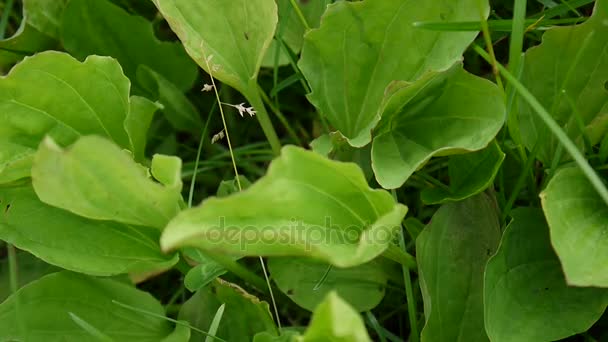 Πράσινο μεγαλύτερη plantain σε ένα λιβάδι με χλόη. Μεγαλύτερη plantain ή plantago μεγάλων χρησιμοποιείται ως ιατρικό βότανο. Πλάνα βίντεο Hd λήψη από στατική κάμερα. — Αρχείο Βίντεο