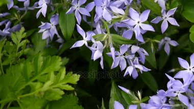 Cezayir menekşesi herbacea. Bahçedeki flowerbed salyangozu mavi çiçekler. Video görüntüleri statik kamera çekim.