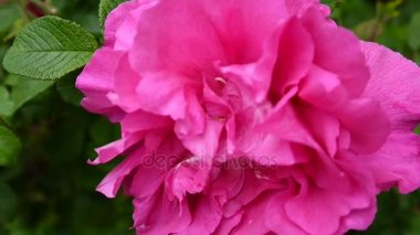 Pembe çiçek gül portre. Bir statik kamera video görüntüleri.
