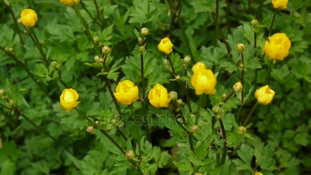 Kwitnący wiosna kwiat Jaskier bulwiasta jasny żółty. Fotografowania kamera statyczna. — Wideo stockowe
