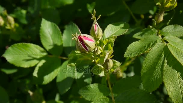 Rosa rosa Bud close-up. Filmagem de vídeo por uma câmera estática . — Vídeo de Stock