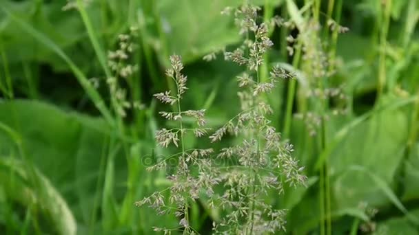Hierba de prado común en un campo Poa pratensis. Panículas cónicas La planta también se llama pasto azul de Kentucky . — Vídeos de Stock