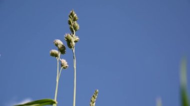 Horoz-ayak Dactylis glomerata mavi gökyüzü arka plan üzerinde.