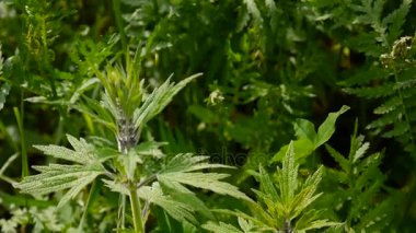 Leonurus cardiaca, motherwort, tıbbi bitki alanında. Atmak-otu, aslanlar kulak, aslan kuyruğu. Video Hd statik kamera çekim.