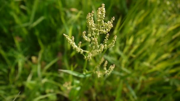 風のフィールドのスイバの種子の先端。酸っぱいドックの緑の未熟な芽。フィールドでギシギシ acetosa. — ストック動画