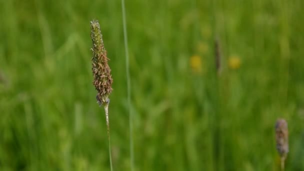 Oído de la hierba timothy floreciendo cerca de disparar en la primavera pradera. Phleum . — Vídeo de stock