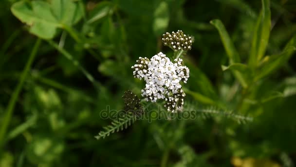 ノコギリソウの花をクローズ アップ。セイヨウノコギリソウ。薬草、フィールドで医学の植物。静的なカメラの Hd ビデオ映像撮影. — ストック動画