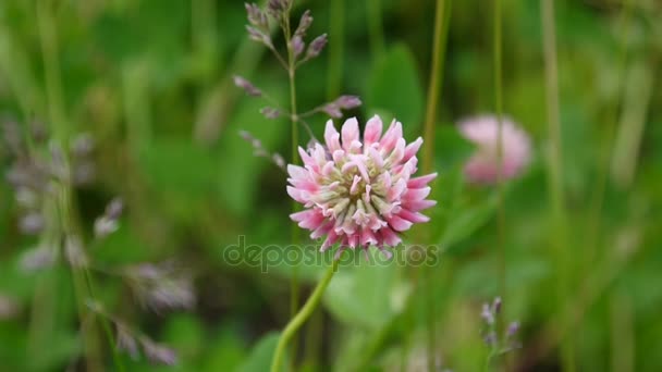 Fechar-se de plantas de trevo rosa crescem no prado. Trifolium hybridum — Vídeo de Stock