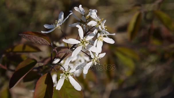 Virágzó shadberry bush makró. Fehér fúvó, Saskatoon. Statikus kamera. — Stock videók
