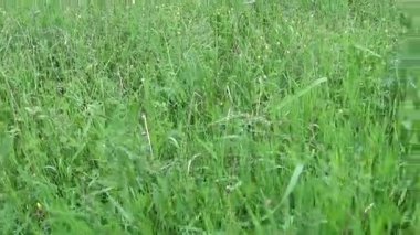 Karahindiba ve ayrığı ot yakın çekim bir arka plan mavi gökyüzünde. Filmler Hd. statik kamera çekim.