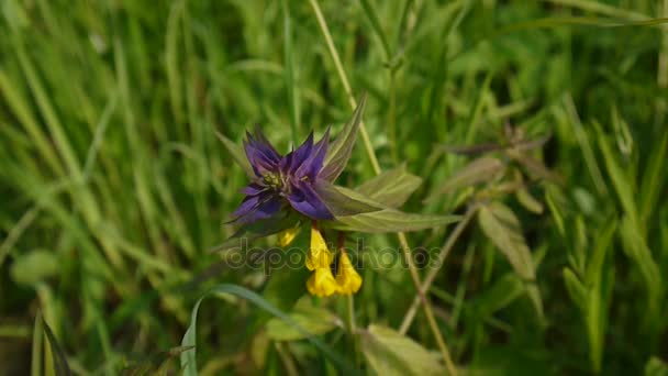 Wild flowers wood cow. Melampyrum nemorosum in the summer meadow — Stock Video