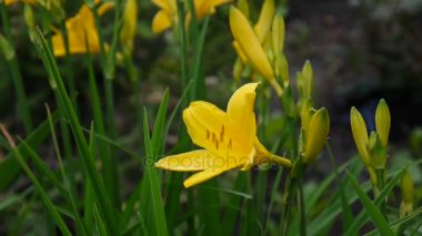 Sarı çiçekli daylilies bahçede