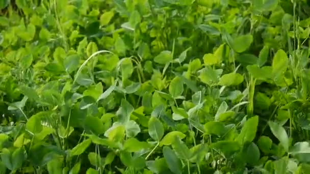 Green clover moving leafs waving on the wind. Trefoil, shamrock. Video footage shooting of static camera. — Stock Video