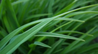 Yeşil çim makro güzel arka plan yaz. HD video görüntüleri 1920 x 1080 statik kamera.