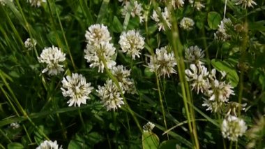 Beyaz yonca flover alanında. HD video görüntüleri statik kamera.