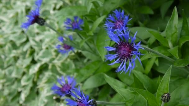 Flores silvestres acianos en el viento. Centaurea montana . — Vídeo de stock