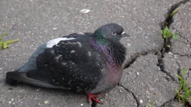 Güvercin Columba livia kaldırımda kalsın. Görüntüleri film.