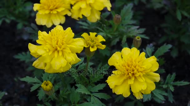 Kadife çiçeği Tagetes Marigoldis sarı çiçekler. HD ayak statik kamera video çekim. — Stok video