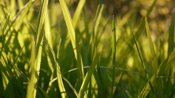 Groen gras macro mooie achtergrond van de zomer. HD videobeelden 1920 x 1080 statische camera. — Stockvideo