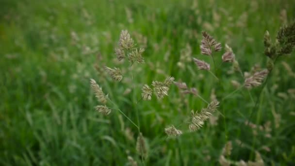 Cocksfoot Dactylis glomerata στο πεδίο. — Αρχείο Βίντεο