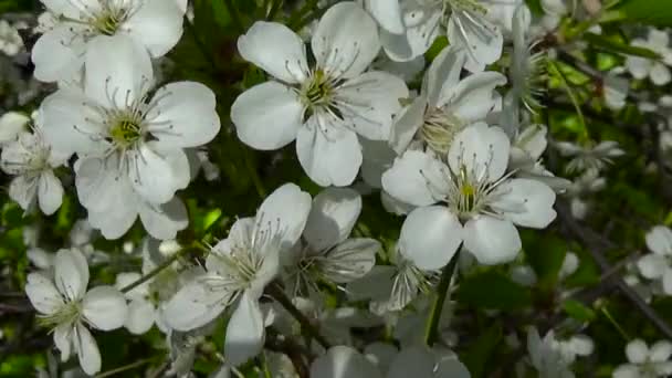 Rama de cerezo de flor floreciendo en el viento. Imágenes de vídeo que cierran la cámara estática . — Vídeo de stock