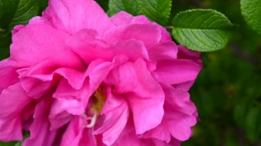 Pembe çiçek gül portre. Bir statik kamera video görüntüleri.