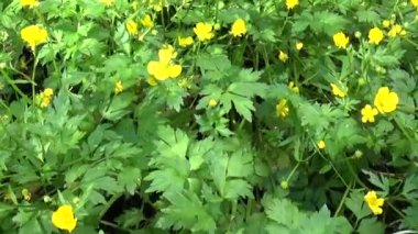 Bahar çiçek Düğünçiçeği soğanlı çiçek açan parlak sarı. Steadicam hareketlerle panorama çekim.