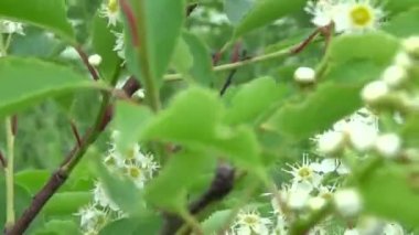 Çiçekli kuş kiraz bahar yakın çekim, dalları Rüzgar. Prunus padus. Video görüntüleri ile steadicam hareketli çekim Hd.
