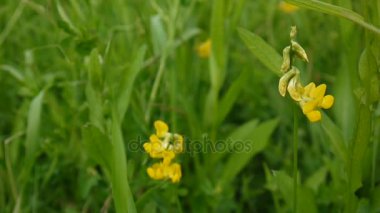 Otlak kır çiçeği çayırda rütbe. Statik kamera çekim görüntüleri kapat. Lathyrus pratensis