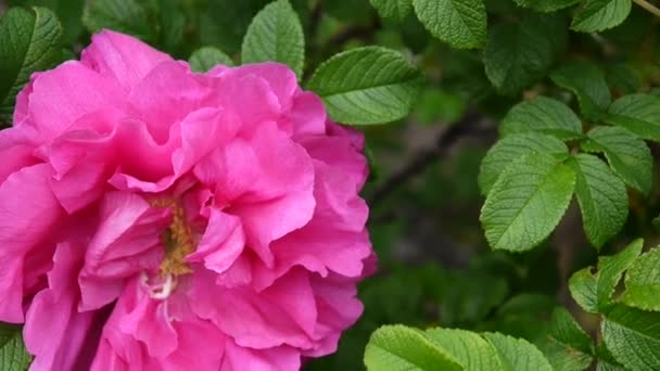 Pink flower rose closeup. Video footage by a static camera. — Stock Video