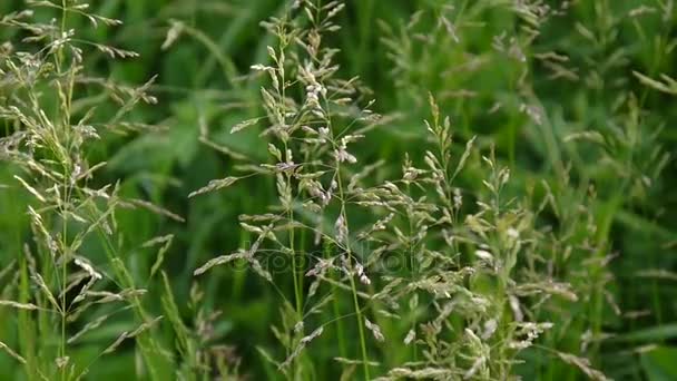 Gemeines Wiesengras in einem Feld poa pratensis. Kegelförmige Rispen, die Pflanze wird auch als kentucky Bluegrass bezeichnet. — Stockvideo