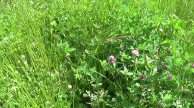 Yaz aylarında bir alanda yonca çiçeği. Yonca orta. Panorama.